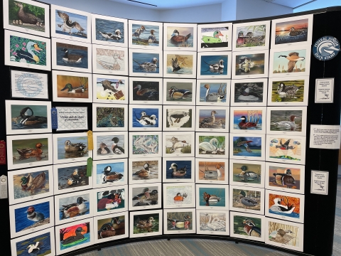 Host the Federal Duck Stamp or Junior Duck Stamp Art Exhibit